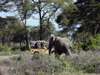 Kambi ya Tembo -Game Drive